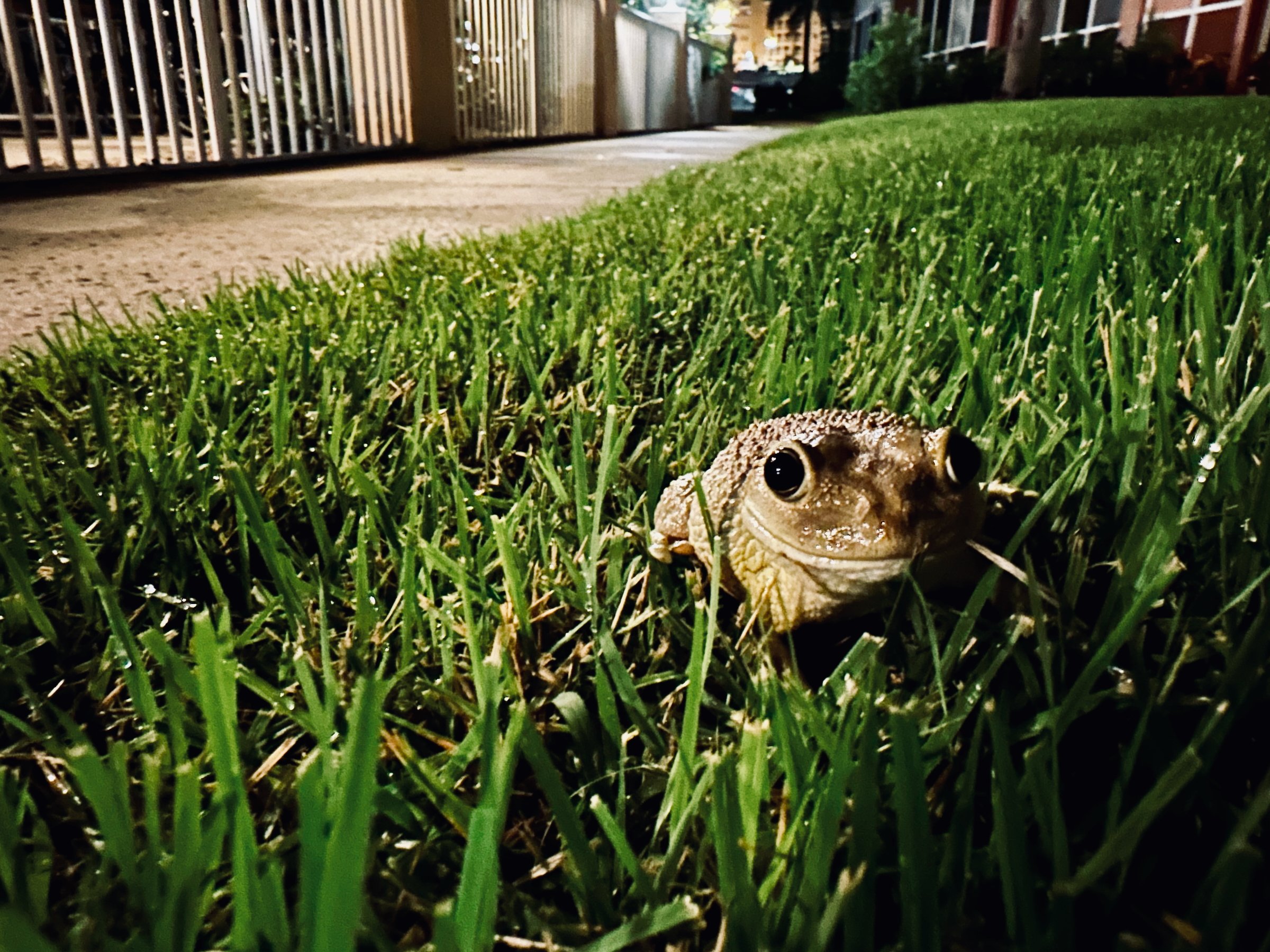 Image 8 from Orlando, Fall 2022 album