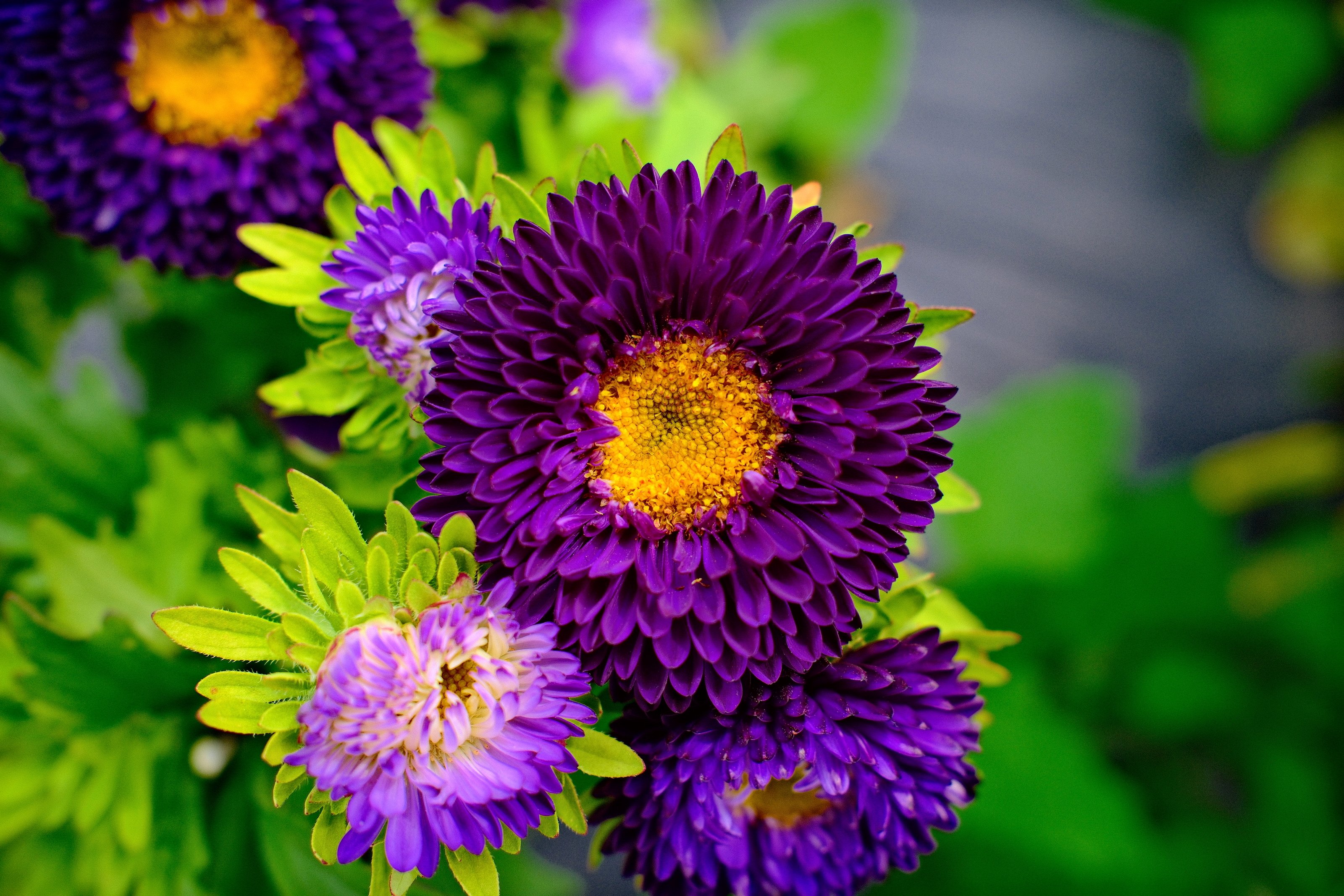 Image 1 from Ward's Berry Farm, Summer 2024 album