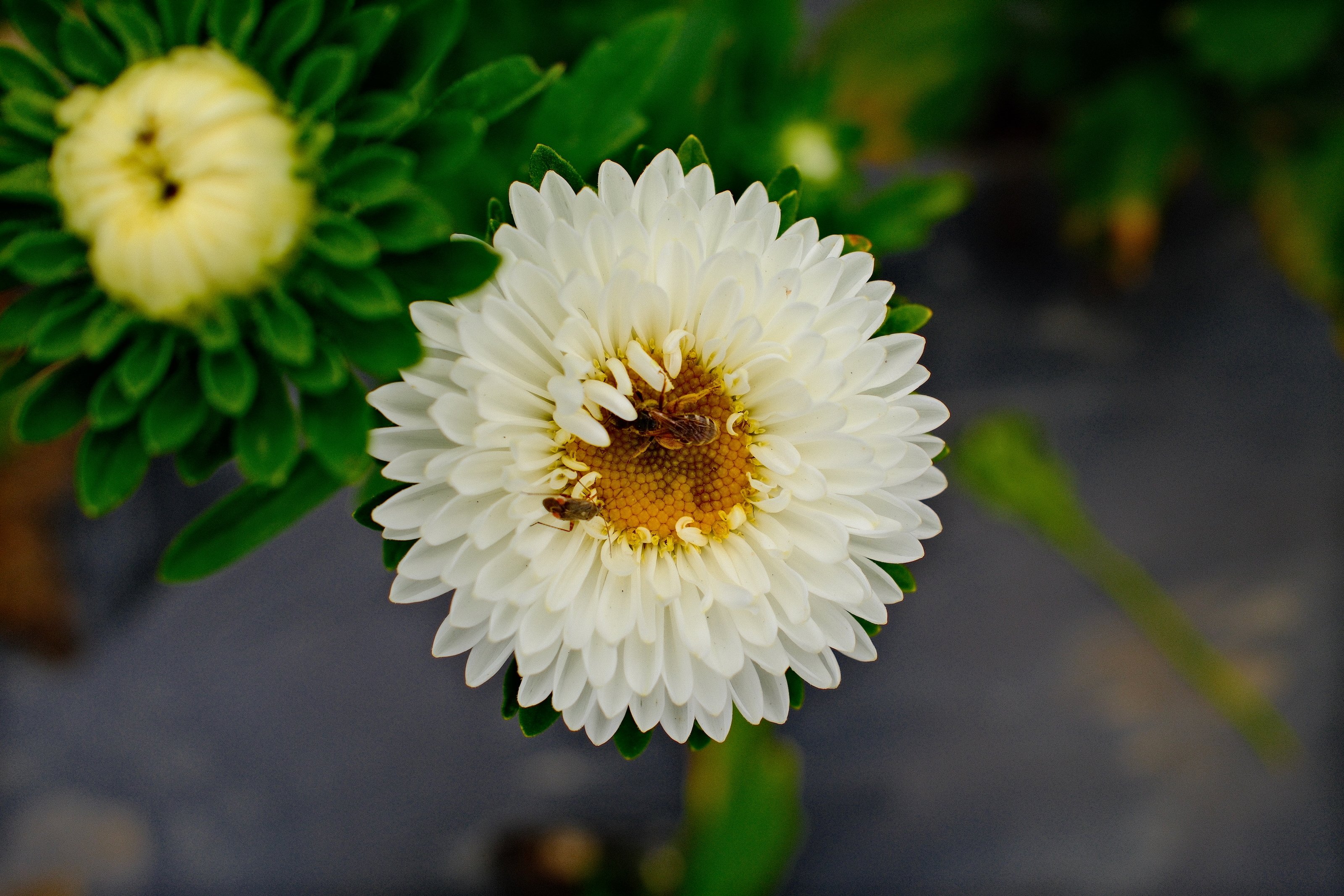 Image 2 from Ward's Berry Farm, Summer 2024 album