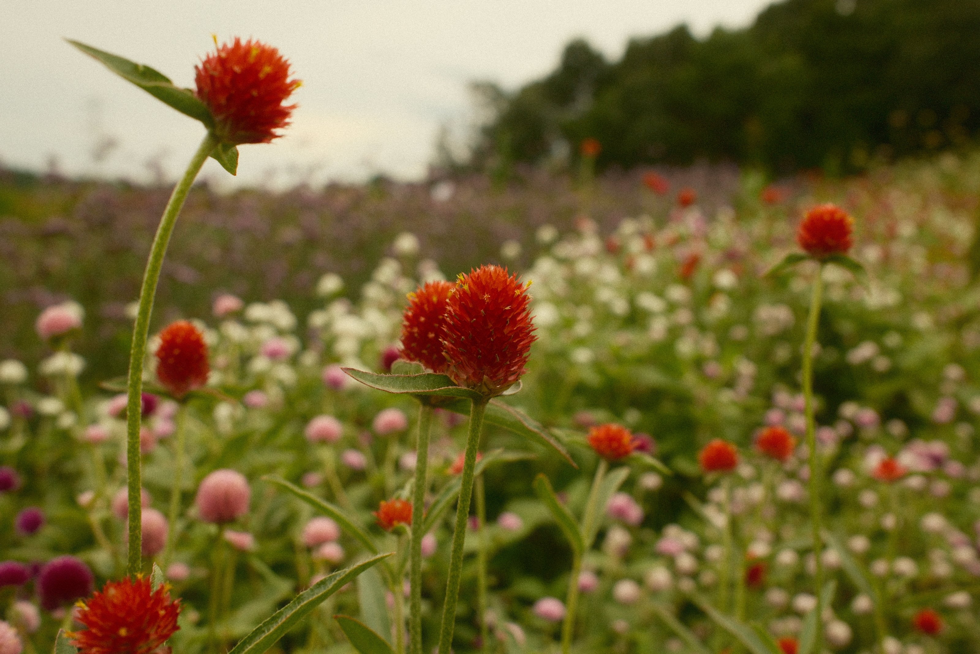 Image 4 from Ward's Berry Farm, Summer 2024 album