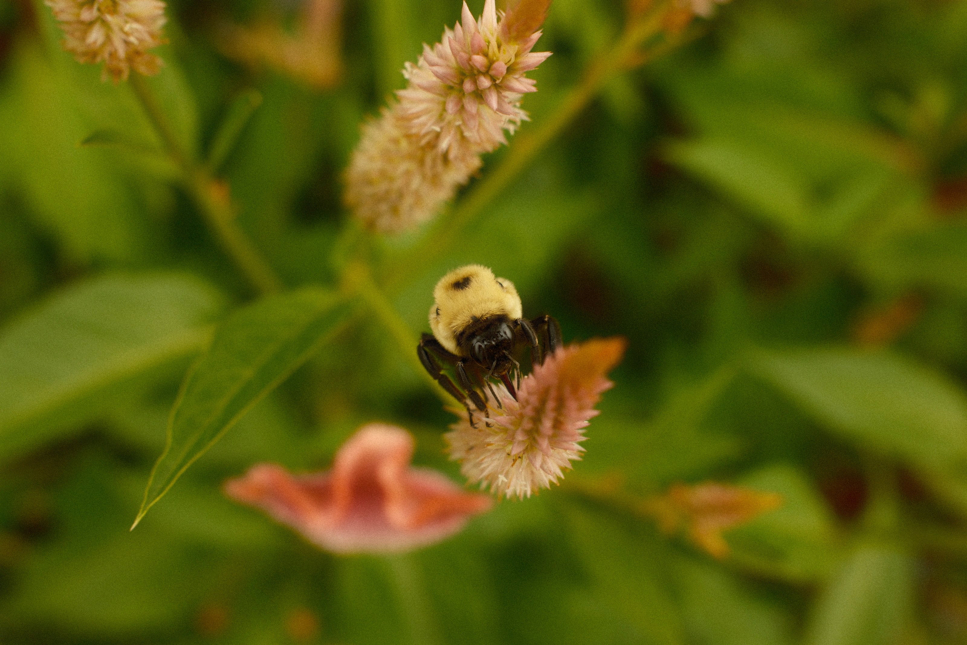 Image 5 from Ward's Berry Farm, Summer 2024 album